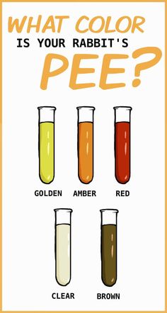 what color is your rabbit's pee? poster with four different colored beaks