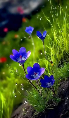 some blue flowers are growing out of the rocks and grass in front of water droplets