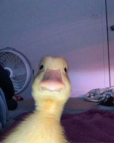 a duck is sitting on a bed with its head turned to the side and it's eyes open