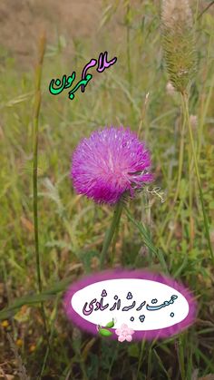 an image of a flower in the middle of some grass with arabic writing on it