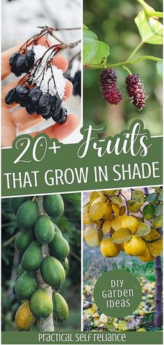 20 fruits that grow in shade