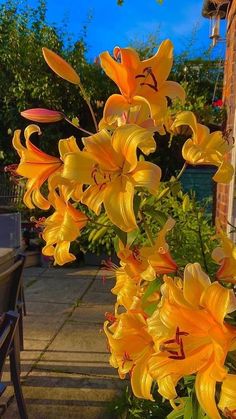 Yellow Things In Nature, Gold Spring Aesthetic, Flowers And Plants Aesthetic, Yellow Nature Photography, Flowers Summer Aesthetic, Flower Inspo Pics, Cute Wallpapers Indie, Unique Flowers Aesthetic, Yellow Lilies Aesthetic