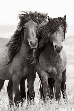 two brown horses standing next to each other on a grass covered field and one has its hair blowing in the wind