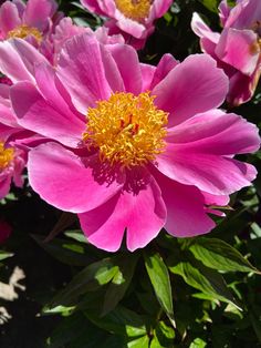 pink flowers with yellow stamens are blooming in the sun on a sunny day