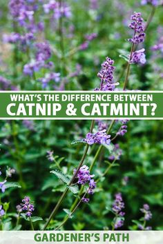 what's the difference between catnip and catmint? garden's path