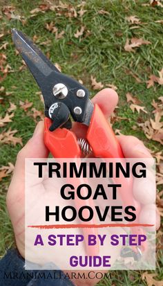 someone holding a pair of scissors in their hand with the words trimming goat hooves