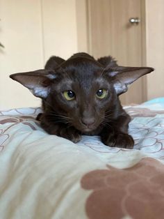 a black cat laying on top of a bed