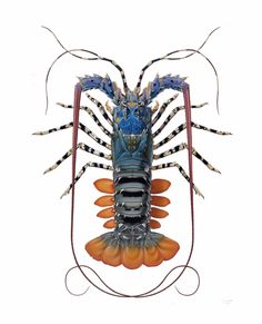 a blue lobster with long legs and large claws on it's back, sitting in front of a white background