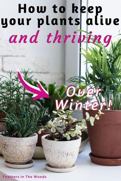 Houseplants thriving in winter Snake Plants Decor, Pots Aesthetic, Indoor Planters Pots, Indoor Plants Decor Living Room, Indoor Herb Garden Diy, Indoor Garden Rooms, Keeping Plants Alive, Houseplants Decor, Snake Plant Care