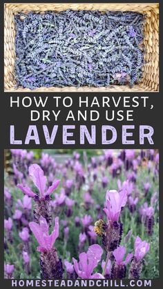 lavender flowers with the words how to harvest, dry and use lavender