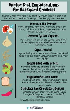 a poster with instructions on how to prepare and eat the best foods for back yard chickens