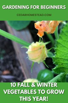 fall and winter vegetables Organic Gardening Tips, When To Plant Garden, Growing Winter Vegetables, Vegetables To Grow, Delicious Veggies, Natural Skincare Recipes, Winter Vegetables, Home Vegetable Garden, Off Grid Living