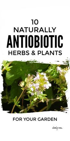 an image of herbs and plants with the title 10 naturally antibioticic herbs & plants for your garden