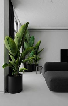 a living room filled with furniture and plants