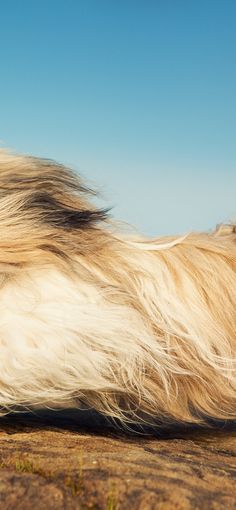 Download free HD wallpaper from above link!
#shihtzu #furrydog #pets #running #cuteanimals #chrysanthemumdog #shihtzudog #hdwallpaper