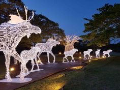 christmas lights in the shape of deers and moose are lit up at night time