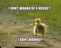 a small duck walking across a dirt road next to a grass covered field with the words i don't wanna be a nugget
