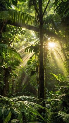 the sun shines through the trees in the jungle