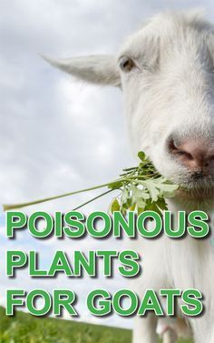 a close up of a goat with grass in its mouth and the words poisonous plants for goats above it