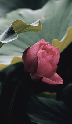 a pink flower with green leaves in the foreground and water droplets on it's petals