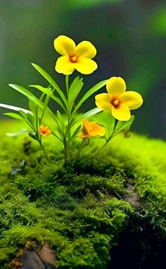 small yellow flowers are growing out of the moss