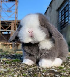 a gray and white rabbit sitting on the ground