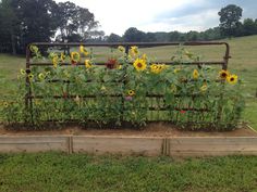 sunflowers growing in an old fenced off garden bed on the side of a road