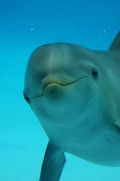 a close up of a dolphin under water