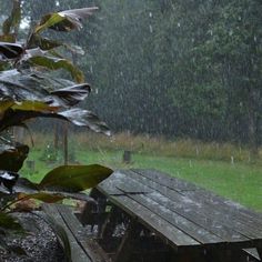 a wooden bench sitting in the rain next to a tree