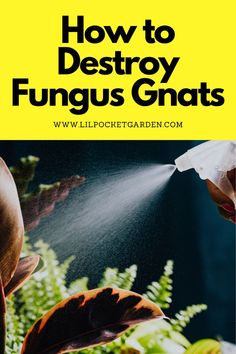 how to destroy funguss in the garden with text overlay that reads, how to destroy funguss