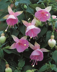 Fuchsia Plant, Dekorasi Bohemia, نباتات منزلية, Rare Roses, Fuchsia Flowers, Cat Air, Unusual Flowers, Flower Therapy, Rare Flowers