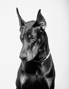 a black and white photo of a dog with its head turned to the side, sitting in front of a white background