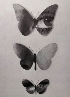 three different types of butterflies on a white background