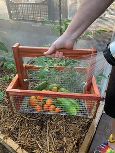 a person reaching for some vegetables in a cage