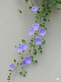 purple flowers growing on the side of a white wall with green leaves and vines hanging from it