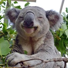 a koala sitting in a tree with its eyes closed and mouth wide open while chewing on some leaves