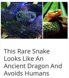 an image of two snakes with caption that reads, this rare snake looks like an ancient dragon and avoid humans