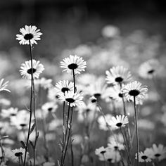 black and white photograph of daisies in a field