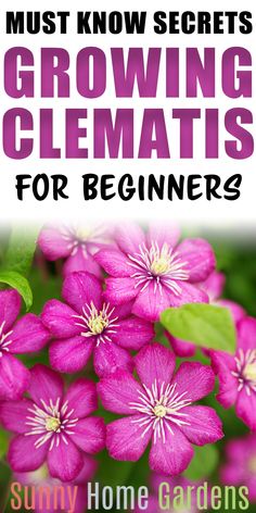 pink flowers with text that reads must know secrets growing clematis for beginners