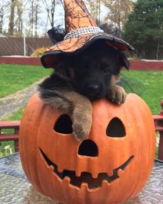 a black and white photo of a dog wearing a halloween hat on top of a pumpkin