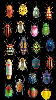 a group of colorful bugs sitting on top of each other in different colors and sizes