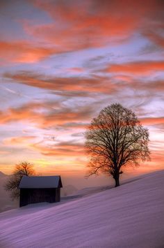 a snowy hill with a tree in the foreground and an orange sunset behind it