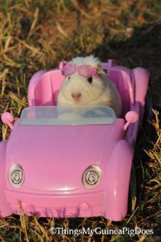 a hamster in a pink toy car on the grass