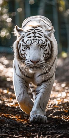 a white tiger is running on the ground