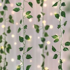 some green leaves are hanging from a string on a curtain with lights in the background