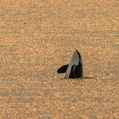 a black and white bird is floating in the water