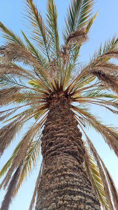 the top of a palm tree against a blue sky