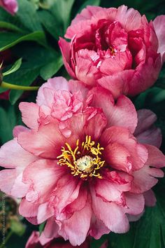 two large pink flowers with green leaves in the foreground and one larger flower on the right