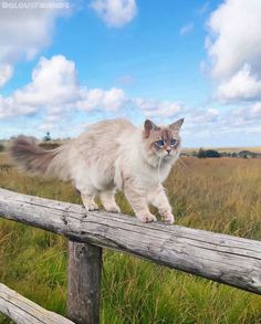 a cat walking on top of a wooden fence in a field with grass and clouds