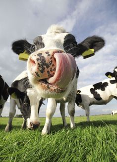 a group of cows standing on top of a lush green field with their mouths open